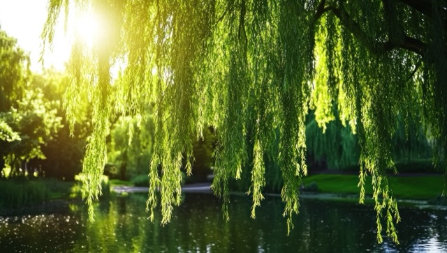 Weeping willow branch lit by the sun, hanging over a peaceful pond